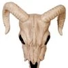 Ram Skull Decoration -Forum Novelties Shop 01312255 a