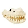 Shark Skull - Decorations 1 Shark Skull - Decorations -Forum Novelties Shop 01425503 a