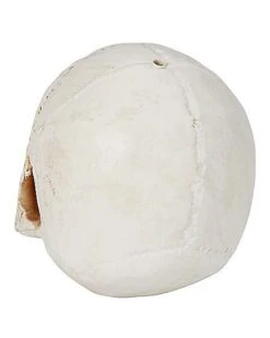 Jawless Skull -Forum Novelties Shop 01475961 c