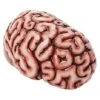 Brain Prop -Forum Novelties Shop 01588334 a