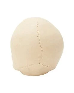 Jawless Skull Set - 3 Pack -Forum Novelties Shop 07641780 d